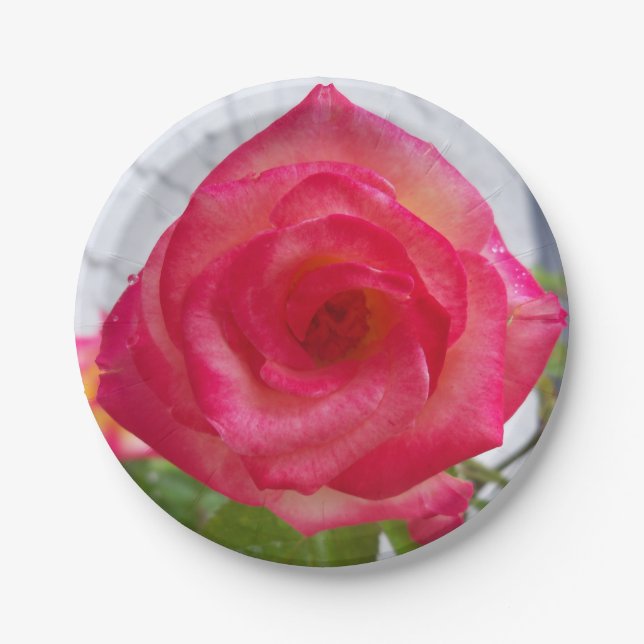 Foto einer auf einer Papiertafel nahen Rose Pappteller (Vorderseite)