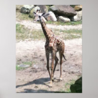 Foto einer Babygiraffe, die in Naturplakaten spazi