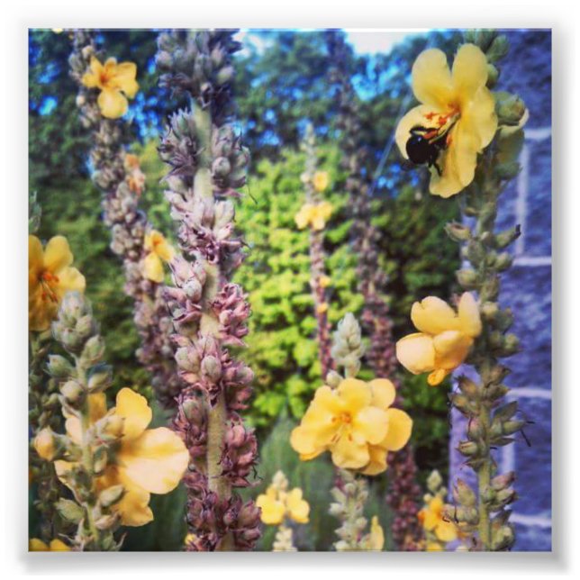 Foto einer Biene in einer wilden Blume (Vorne)