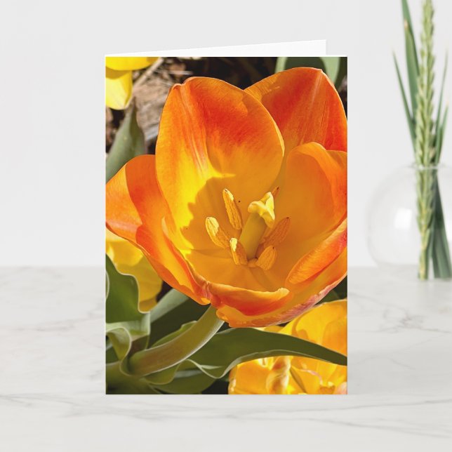 Foto einer Blume aus New England Blank Gruß Karte (Vorderseite)