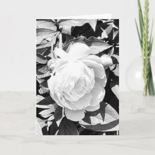 Foto einer Blume aus New England Blank Gruß Karte