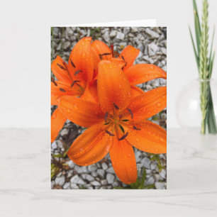 Foto einer Blume aus New England Blank Gruß Karte