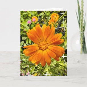 Foto einer Blume aus New England Leere Grußkarte Karte