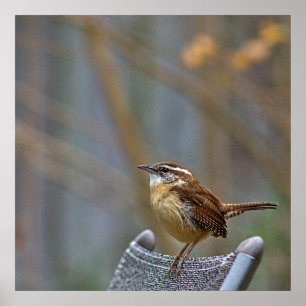 Foto einer freundlichen Carolina Wren. Poster