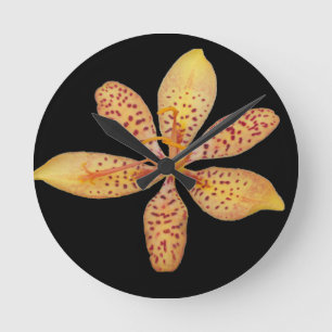 Foto einer hellorangen BlackBerry Lily auf einer Runde Wanduhr