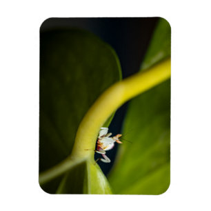 Foto einer jungen Orchideenmantis  Magnet
