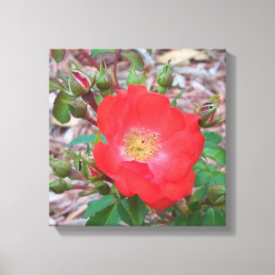 Foto einer korallenfarbenen offenen Rose Leinwanddruck