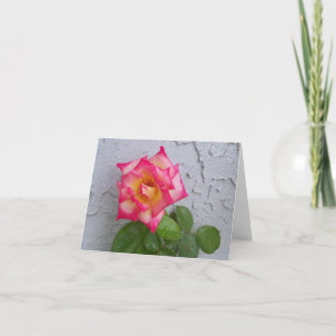 Foto einer Rosa- und Creme-Rose auf der Blankokart