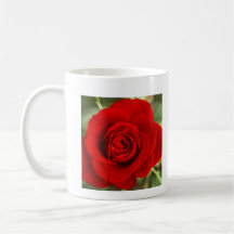 Foto einer rote Rose