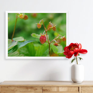 Foto einer roten Walderdbeere, die noch im Garten Poster