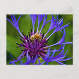 Foto einer wunderschönen lila Blume mit Honigbiene Postkarte