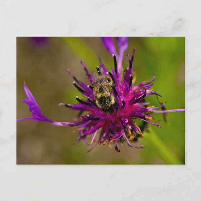 Foto einer wunderschönen lila Blume mit Honigbiene Postkarte (Vorderseite)