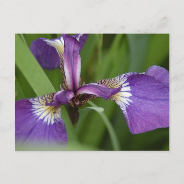 Foto einer wunderschönen, lila Iris-Blume Postkarte (Vorderseite)