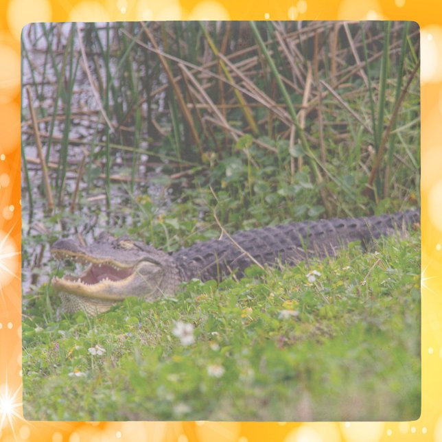 Foto eines Alligators im Gras der Feuchtgebiete Steinuntersetzer (A coaster with a photograph of an alligator)