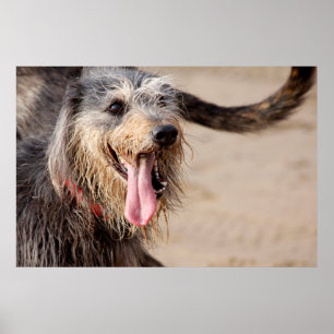 Foto eines glücklichen Hundes am Strand Poster