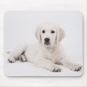 Foto eines Golden Retriever Welpen Mousepad