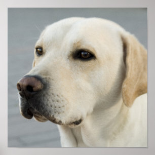 Foto eines goldenen Labrador Retrievers Poster