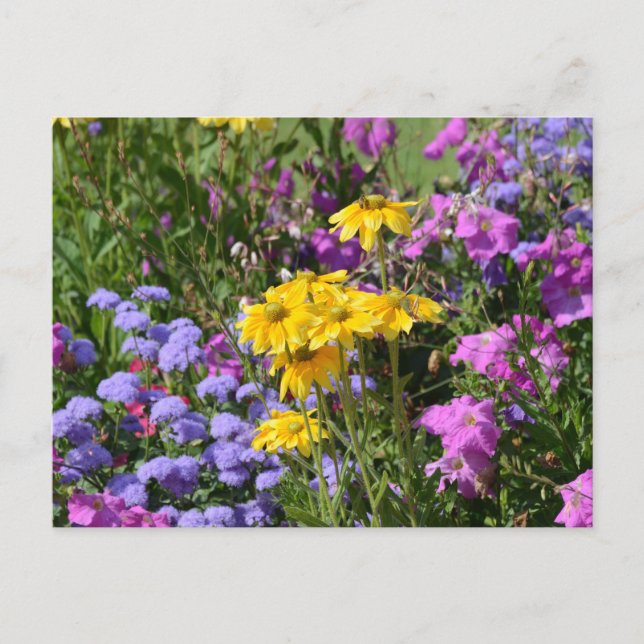 Foto eines Haufen wunderschöner farbiger Blume Postkarte (Vorderseite)