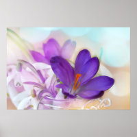 Foto eines Hübschen Lila Frühlingskrokus