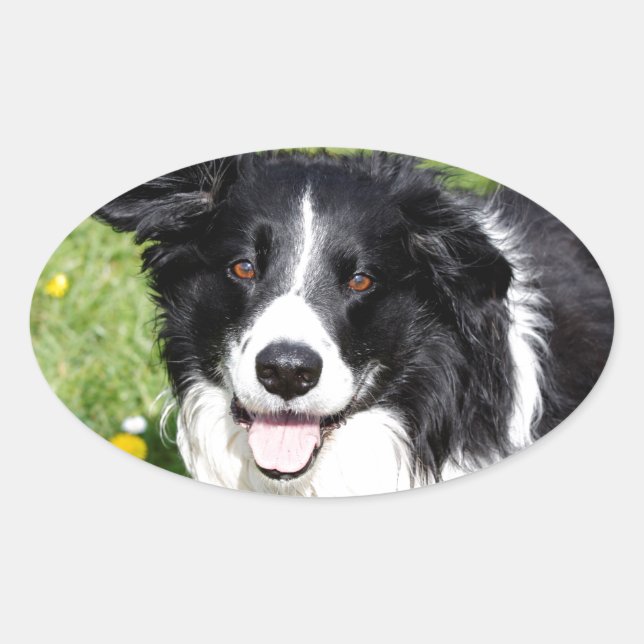 Foto eines Hundes Ovaler Aufkleber (Vorderseite)