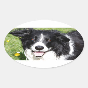 Foto eines Hundes Ovaler Aufkleber