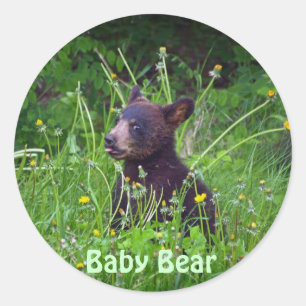 Foto eines jungen Schwarzbären, der Löwenzahn isst Runder Aufkleber