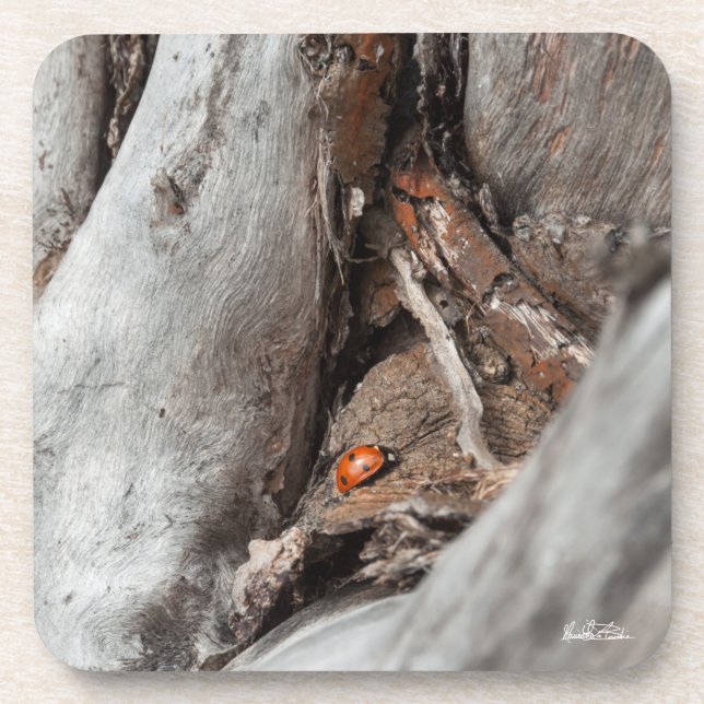 Foto eines Käfers Untersetzer (Vorderseite)