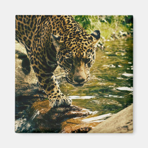Foto eines Leoparden, der einen Bach überquert Magnet