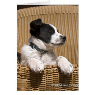Foto eines schlafenden Border Collie Heeler Mischl