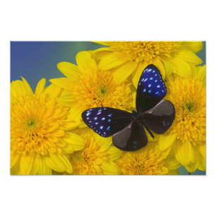 Foto eines Schmetterlings