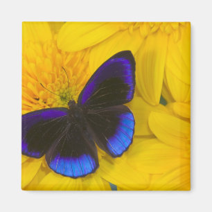 Foto eines Schmetterlings Magnet