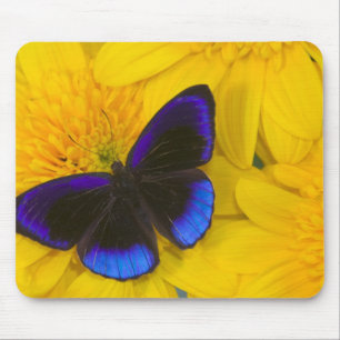 Foto eines Schmetterlings Mousepad