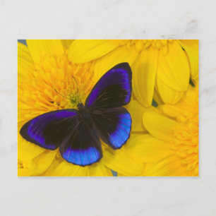 Foto eines Schmetterlings Postkarte