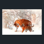 Foto eines Tigers und Tubes, der im Schnee spielt. Poster<br><div class="desc">Foto eines Tigers und Tubes, der im Schnee spielt. — Woll, Ihren eigenen POSTER GRÖSSE ODER ADD TEXT auszuwählen? Verwenden Sie das Tool "Anpassen!"! — Wie wäre es mit jemandes Namen, einem Geburtstag oder Weihnachtsgrüßen, einem Ort und einem Datum? Um ein einzigartiges und originelles Geschenk zu schaffen. — LASS UNS...</div>