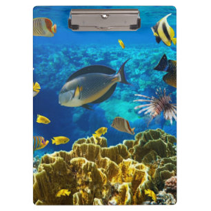 Foto eines tropischen Fisches auf einem Klemmbrett
