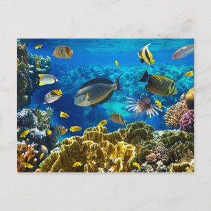 Foto eines tropischen Fisches auf einem Korallenri Postkarte