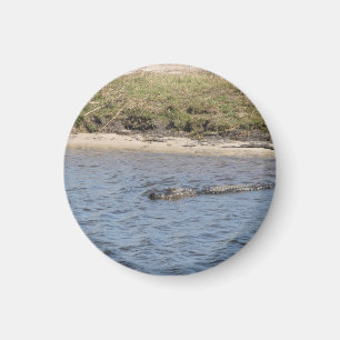Foto eines wilden Alligators am Flussufer Magnet