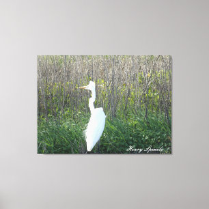 Foto eines wilden Egret auf der Leinwand. Leinwanddruck