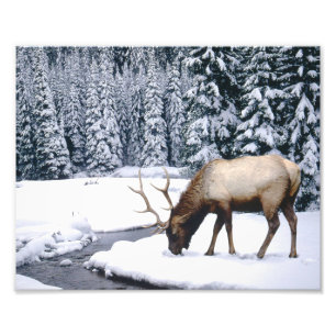 Foto "Elch Snow Scene"