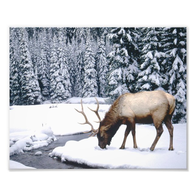 Foto "Elch Snow Scene" (Vorne)