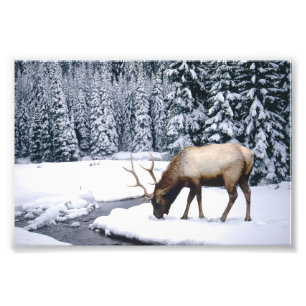 Foto "Elch Snow Scene"