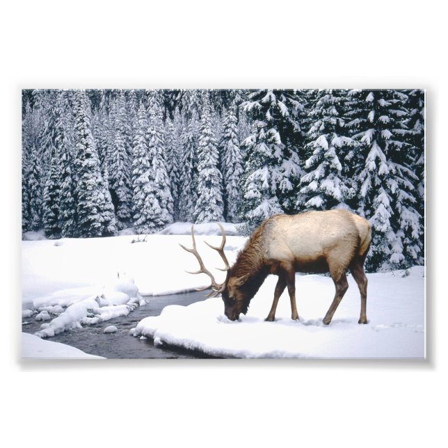 Foto "Elch Snow Scene" (Vorne)