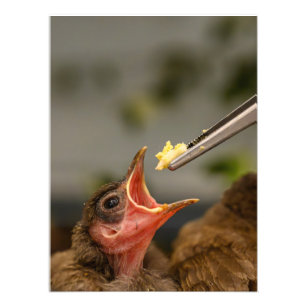 Foto-Erweiterung Fotodruck