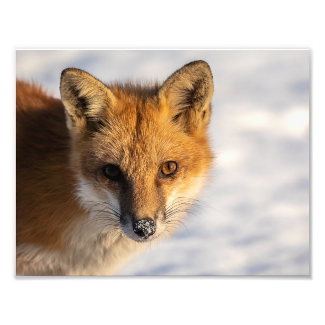 Foto "Frosty Nose Fox" (Vorne)