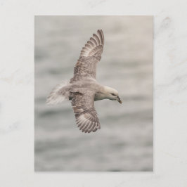Foto Fulmar Nature Postkarte