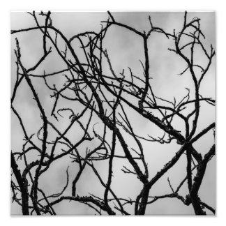 Foto für Baumzweige drucken