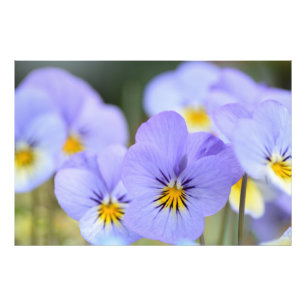 Foto für bleiblaue Stiefmütterchen