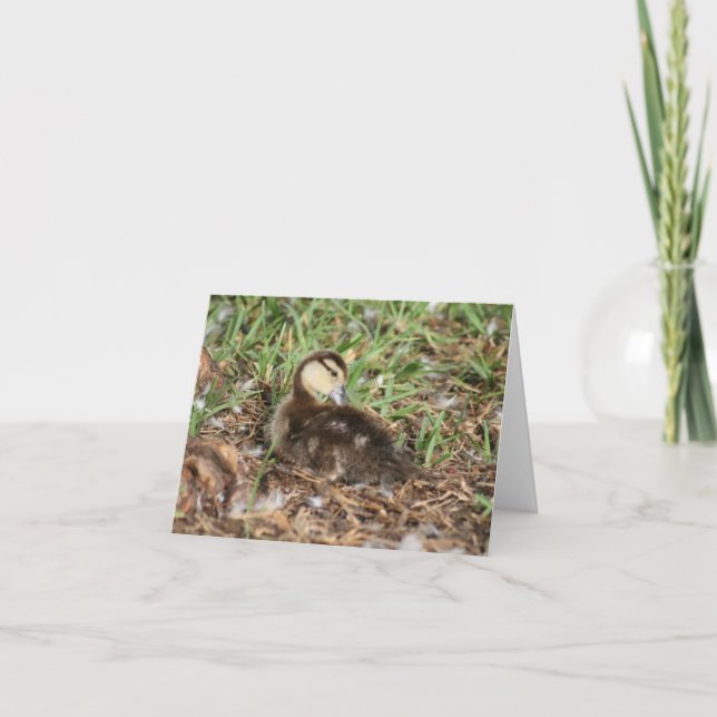 Foto für das Duckling von Muskovy (Vorderseite)