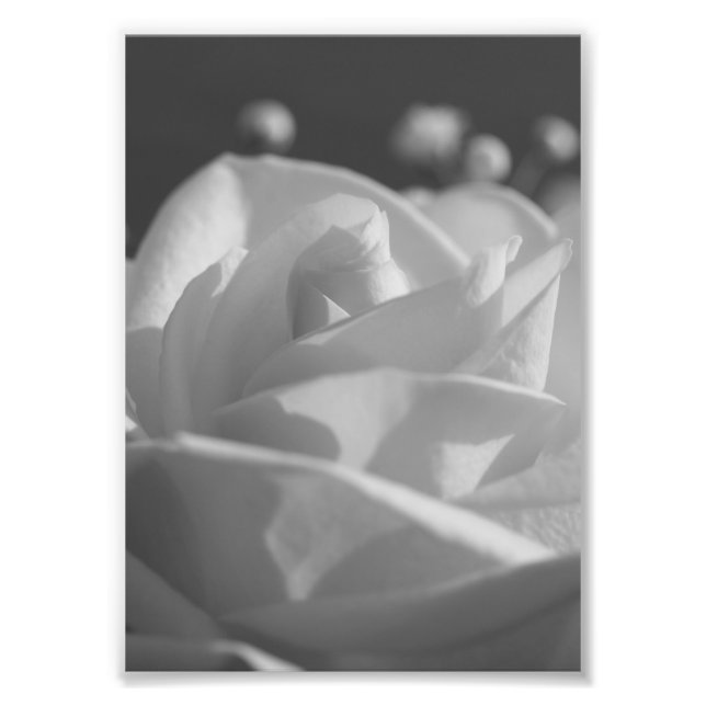Foto für die B&W-Blume (Vorne)