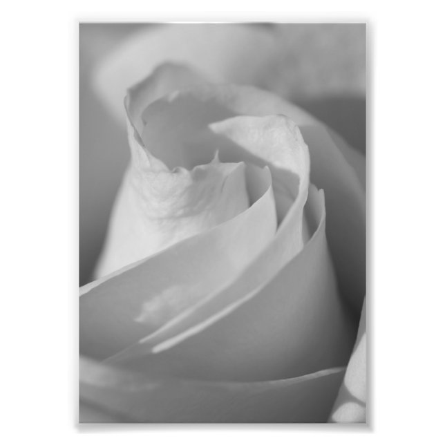 Foto für die B&W-Blume (Vorne)